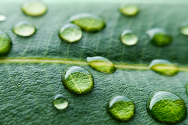 leaf